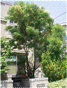 1401sawamura2