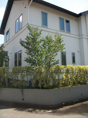 1503sawamura4